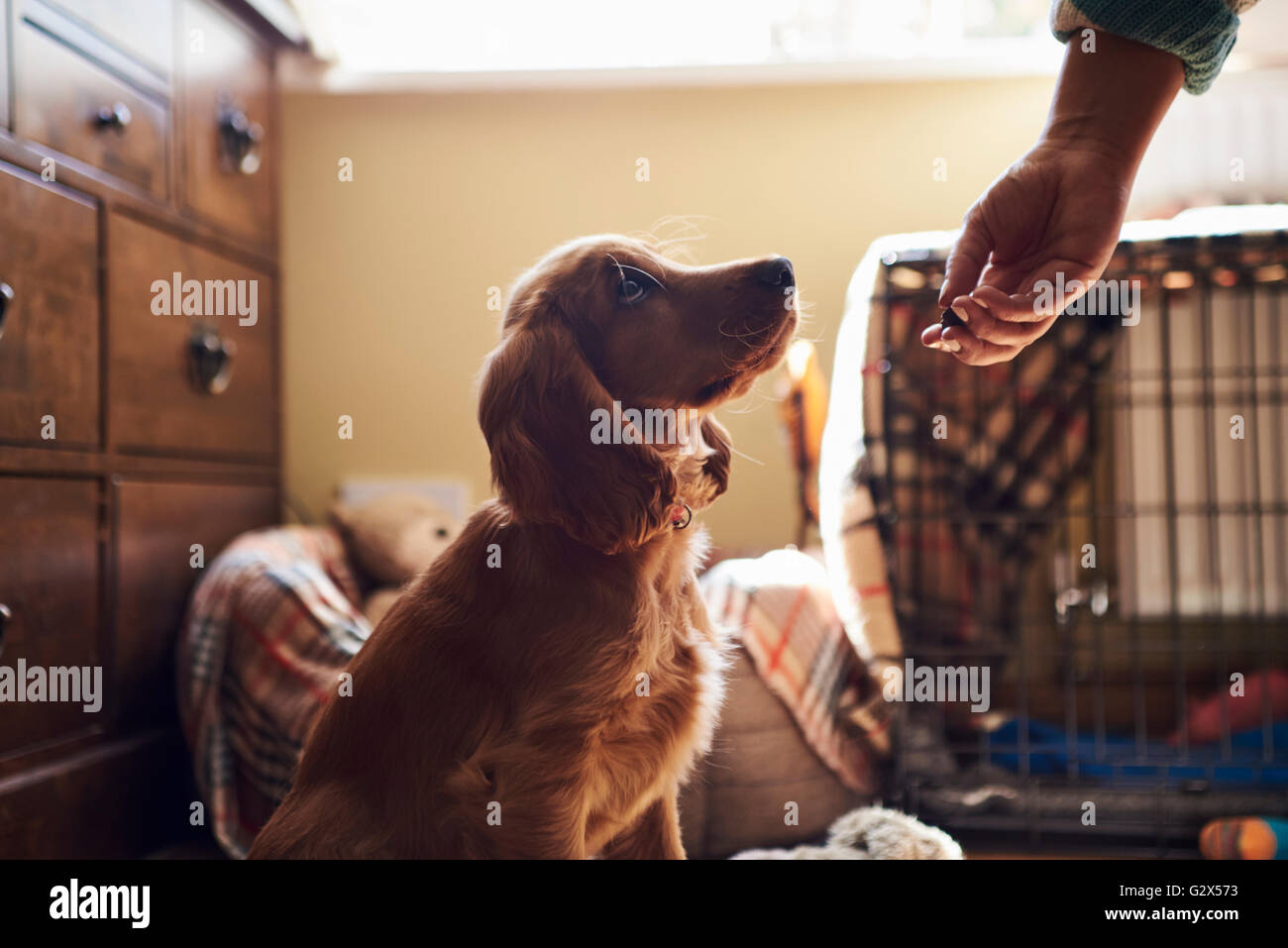 Propriétaire de chiot Cocker enrichissante avec Traiter Banque D'Images