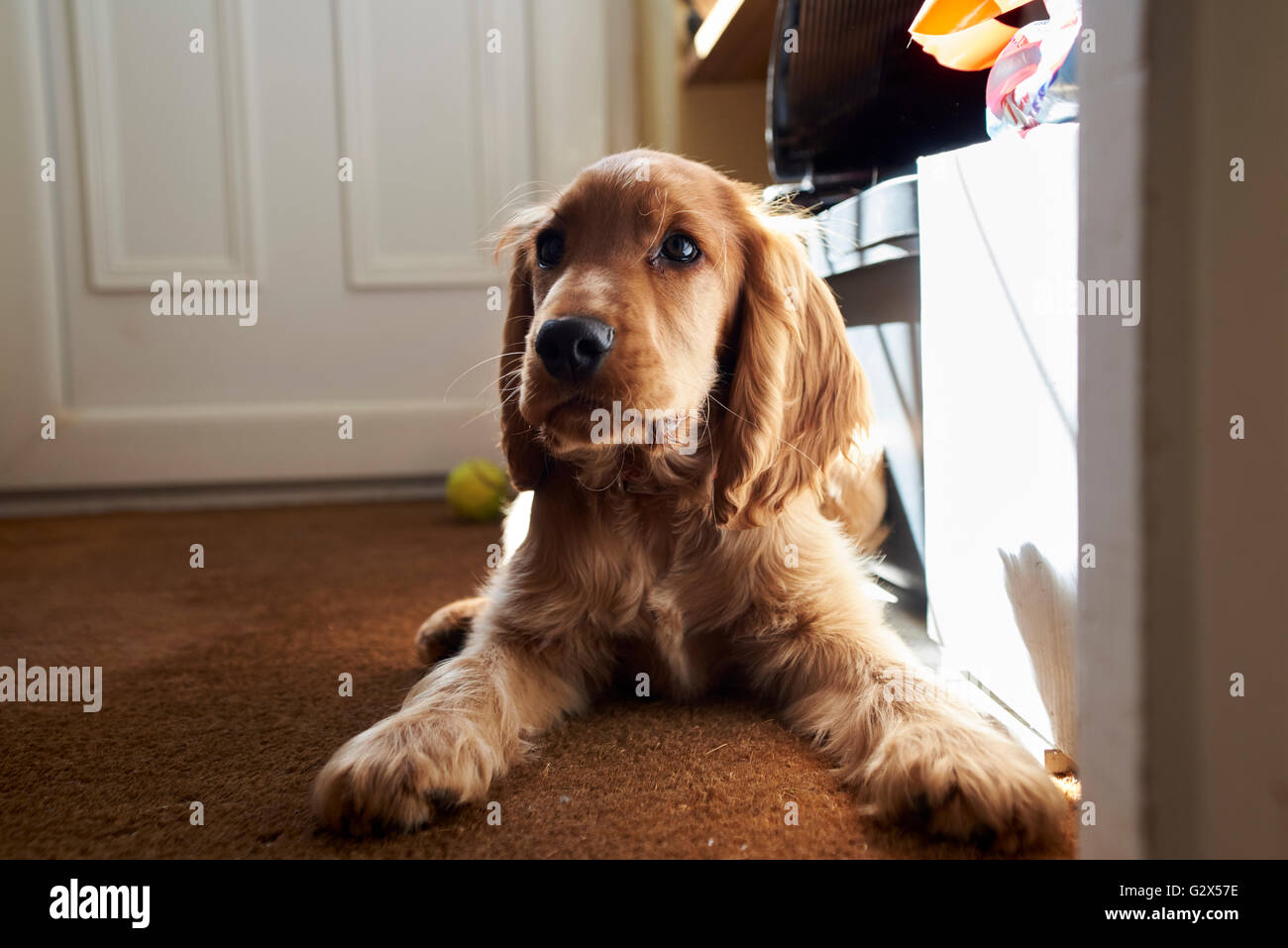 Chiot Cocker Lying On Floor At Home Banque D'Images