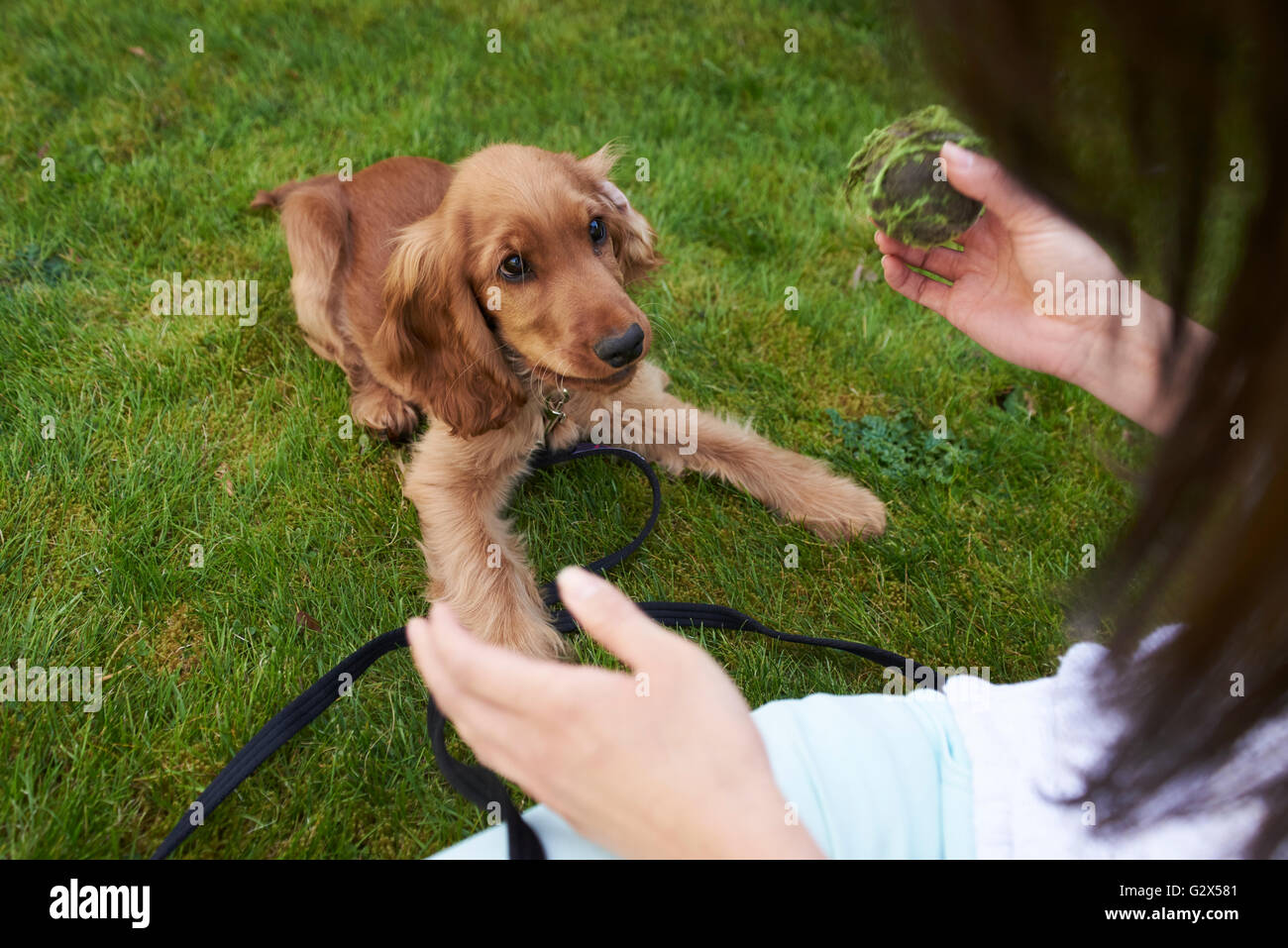 Formation propriétaire Cocker Anglais chiot avec balle en jardin Banque D'Images