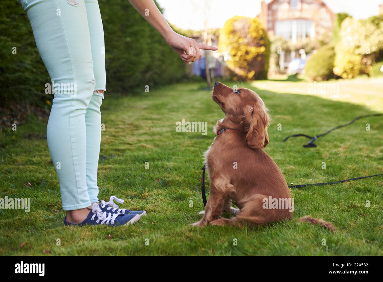 Formation propriétaire Cocker Anglais chiot à s'asseoir dans le jardin Banque D'Images