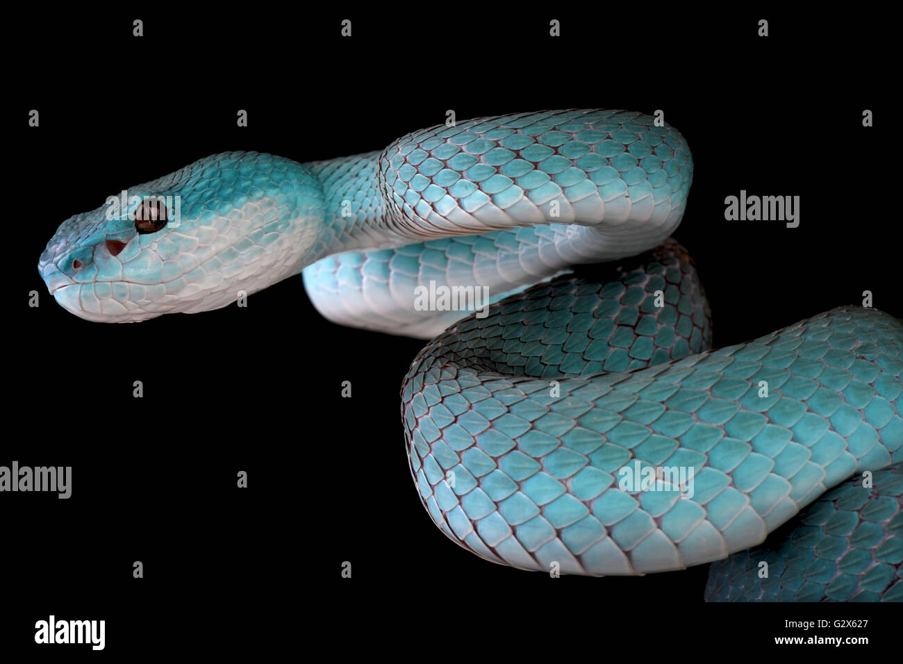 White-lipped island (Trimeresurus albolabris pitviper insularis) Banque D'Images