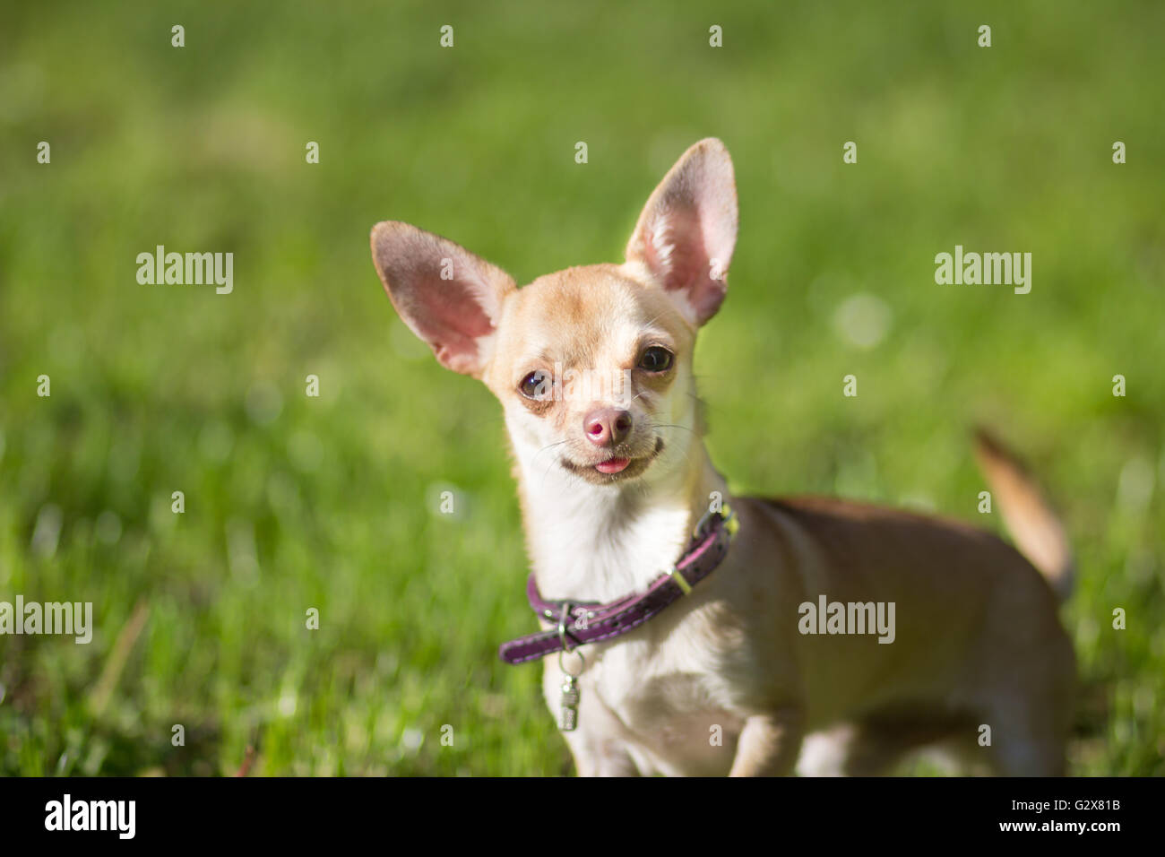 Tête de chien chihuahua fermer jusqu'à Banque D'Images