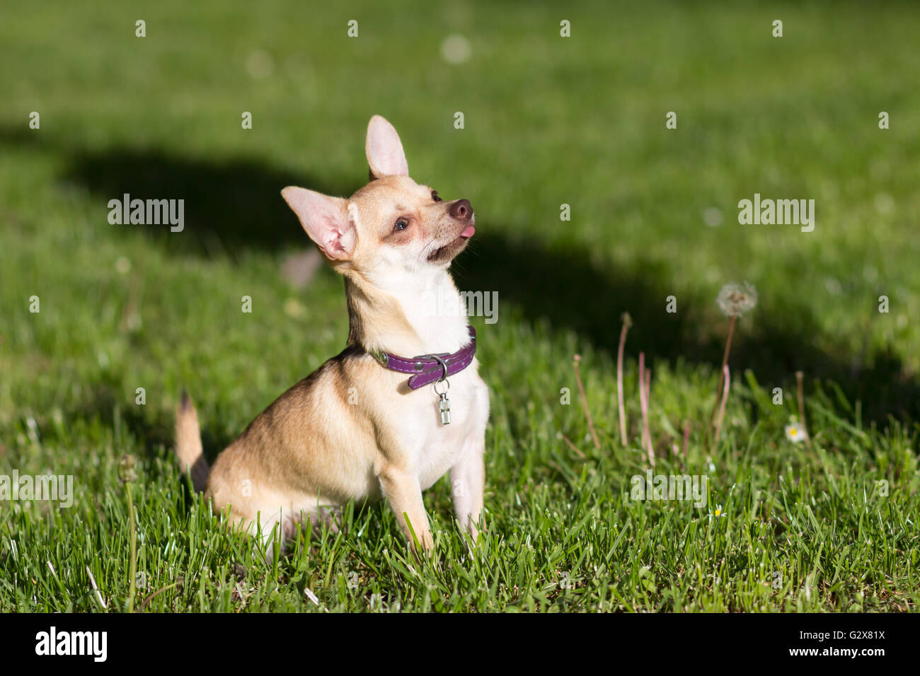 Chihuahua dog looking up grass field Banque D'Images