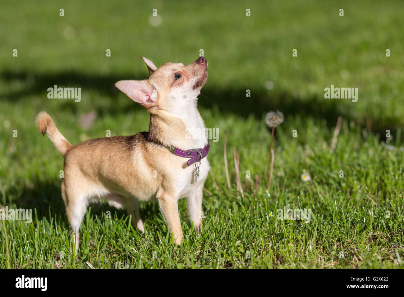 Chihuahua dog looking up grass field Banque D'Images