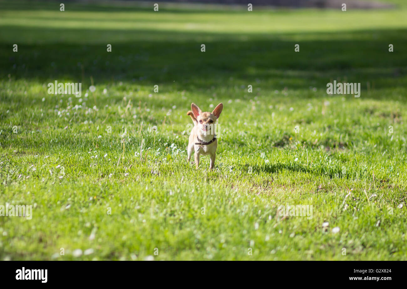 Chihuahua dog standing looking green field Banque D'Images