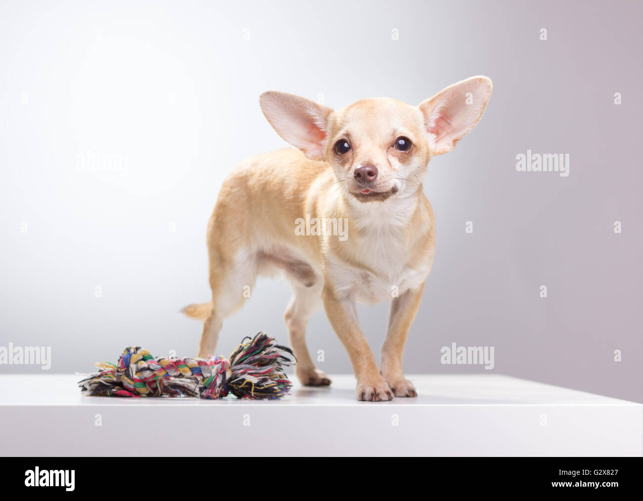 Chihuahua, chien jouet corde, fond blanc. Banque D'Images