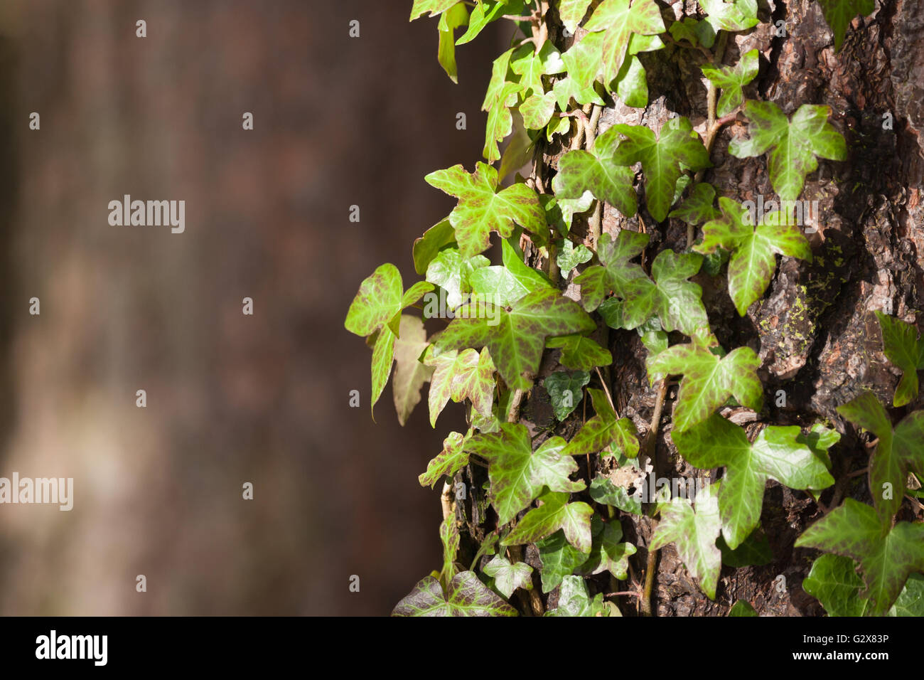 Lierre sur l'écorce des arbres Banque D'Images