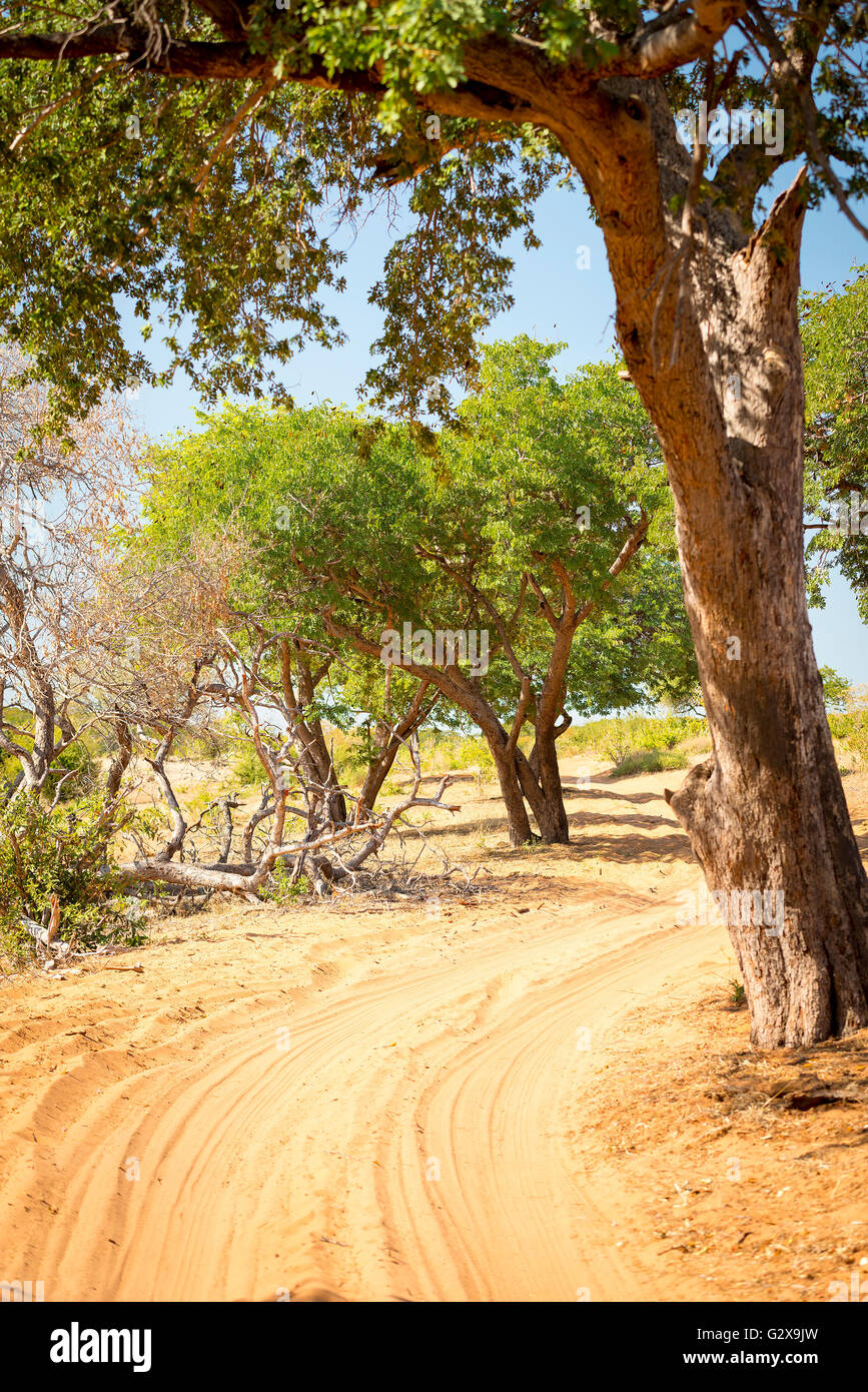 Les pistes de sable de conduite alors que sur safari dans le Parc National de Chobe, Botswana, Africa Banque D'Images