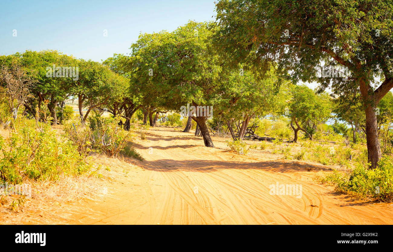 Les pistes de sable de conduite alors que sur safari dans le Parc National de Chobe, Botswana, Africa Banque D'Images