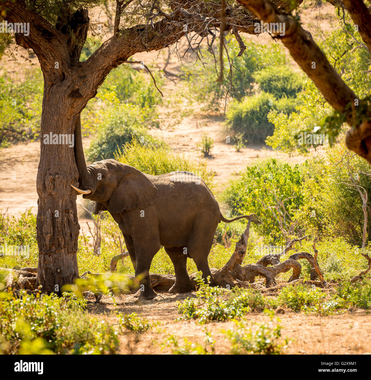 L'éléphant au parc national de Chobe, au Botswana, l'Afrique avec son tronc contre un arbre Banque D'Images
