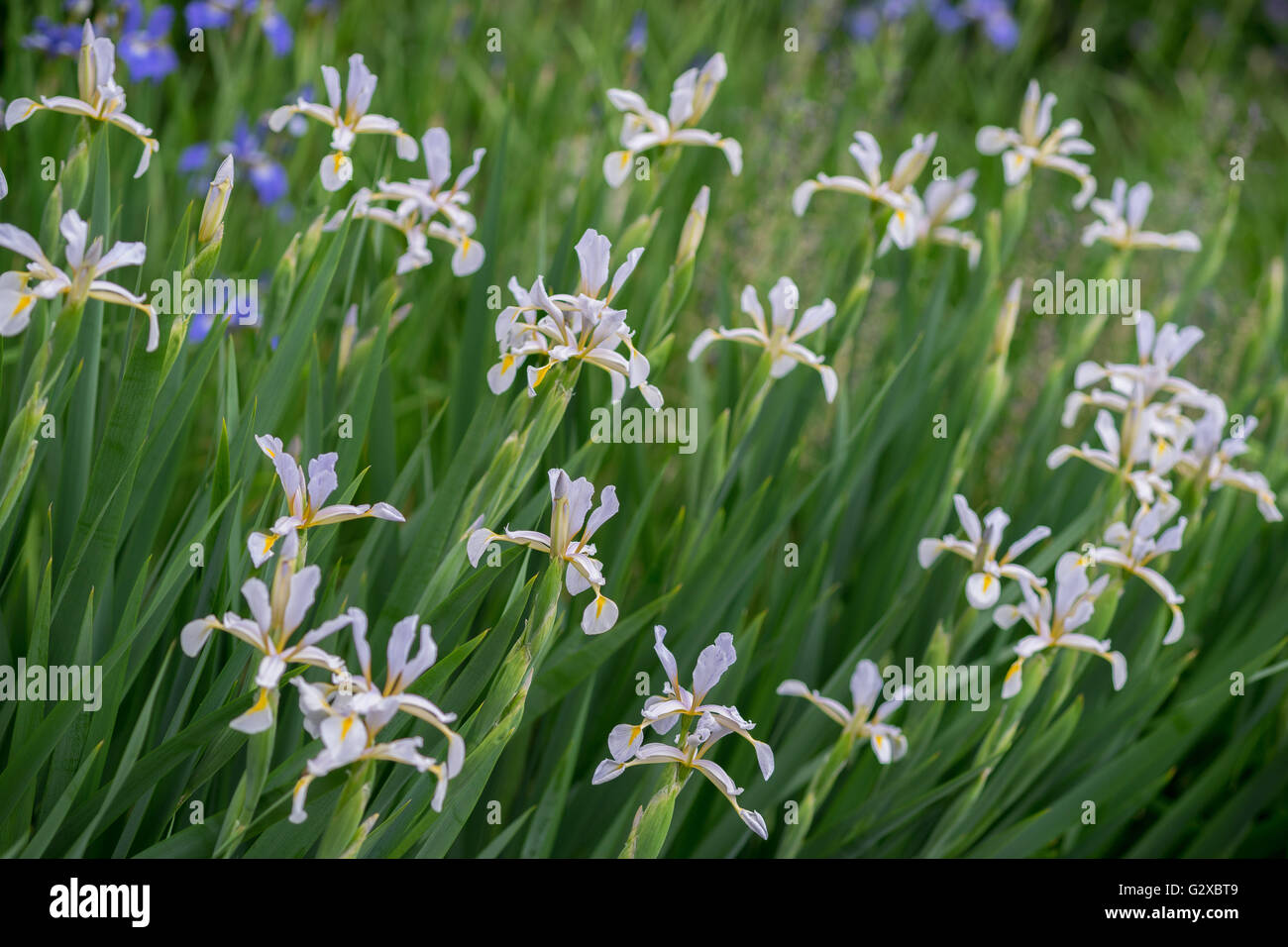 Halophila iris blanc de printemps fleurs Banque D'Images Halophila iris blanc de printemps fleurs Banque D'Images
