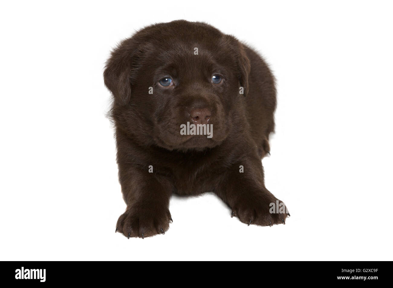 Chiot labrador retriever chocolat Banque D'Images