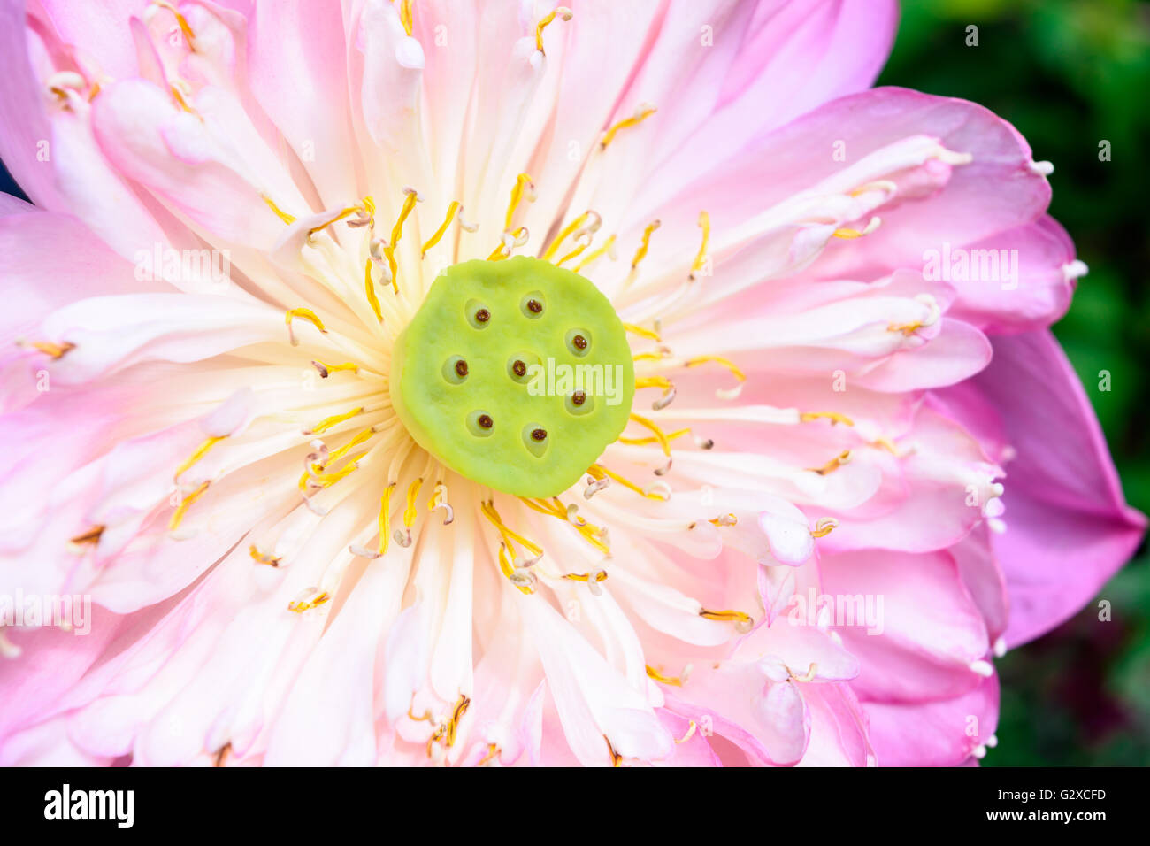 Close up lotus rose, fleur de nénuphar rose Banque D'Images