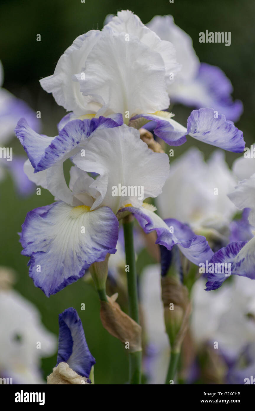 Des fleurs d'iris colorées et luxuriantes se cloisonnent Banque D'Images