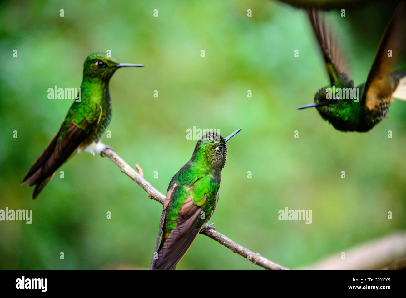 Les oiseaux dans la vallée de Cocora près de Santa Marta en Colombie Banque D'Images