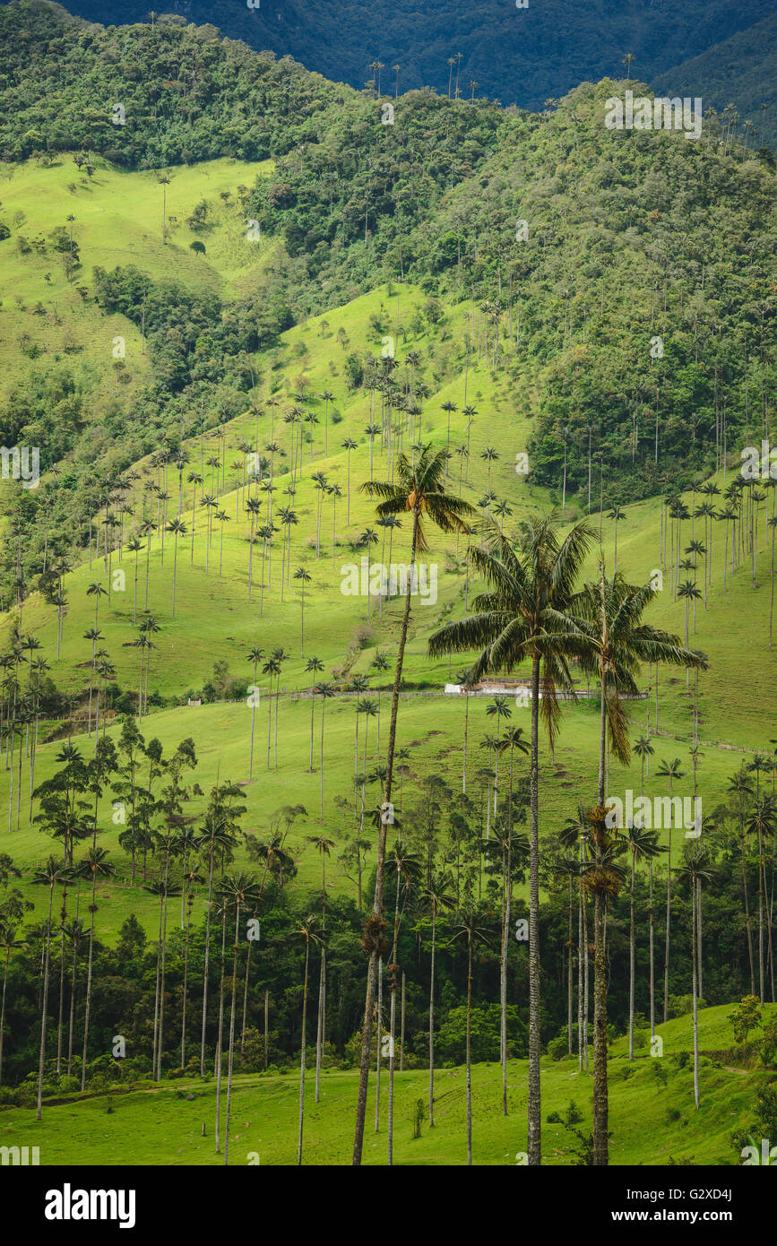 Collines et de grands palmiers dans la vallée de Cocora près de Salento, Colombie Banque D'Images