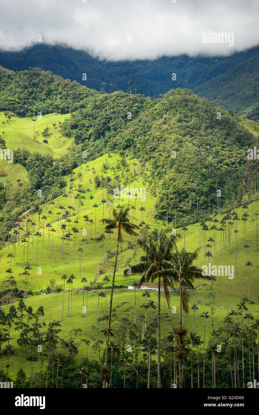 Collines et de grands palmiers dans la vallée de Cocora près de Salento, Colombie Banque D'Images