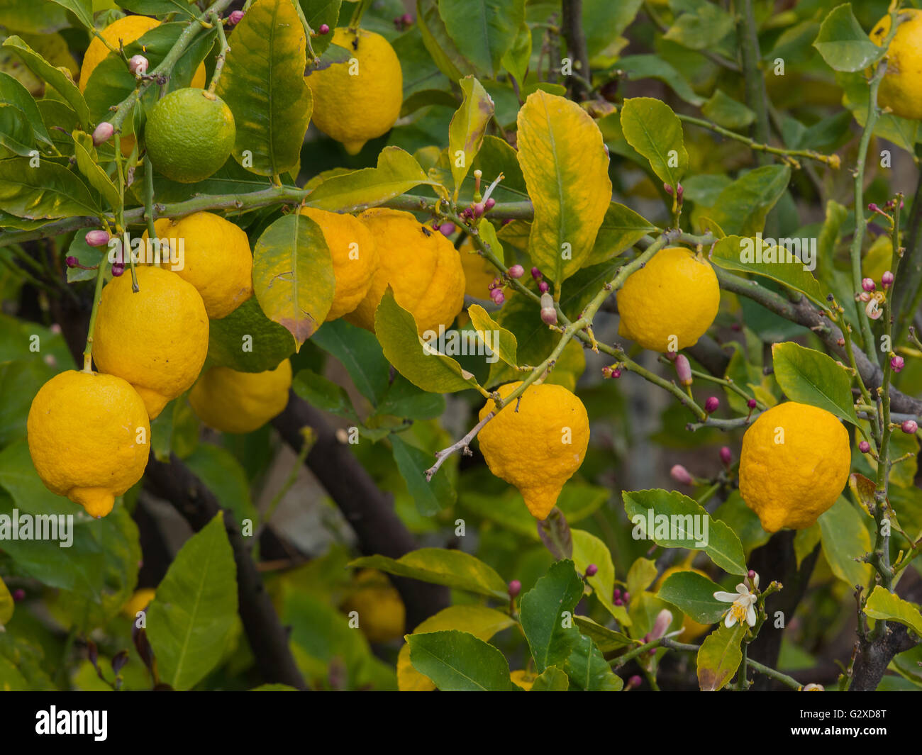 Groupe de citron jaune bio fruits mûrs sur une branche avec des fleurs au printemps Banque D'Images