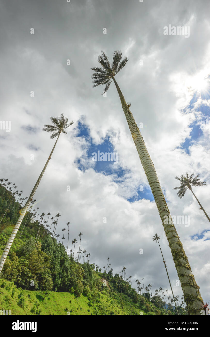 Collines et de grands palmiers dans la vallée de Cocora près de Salento, Colombie Banque D'Images