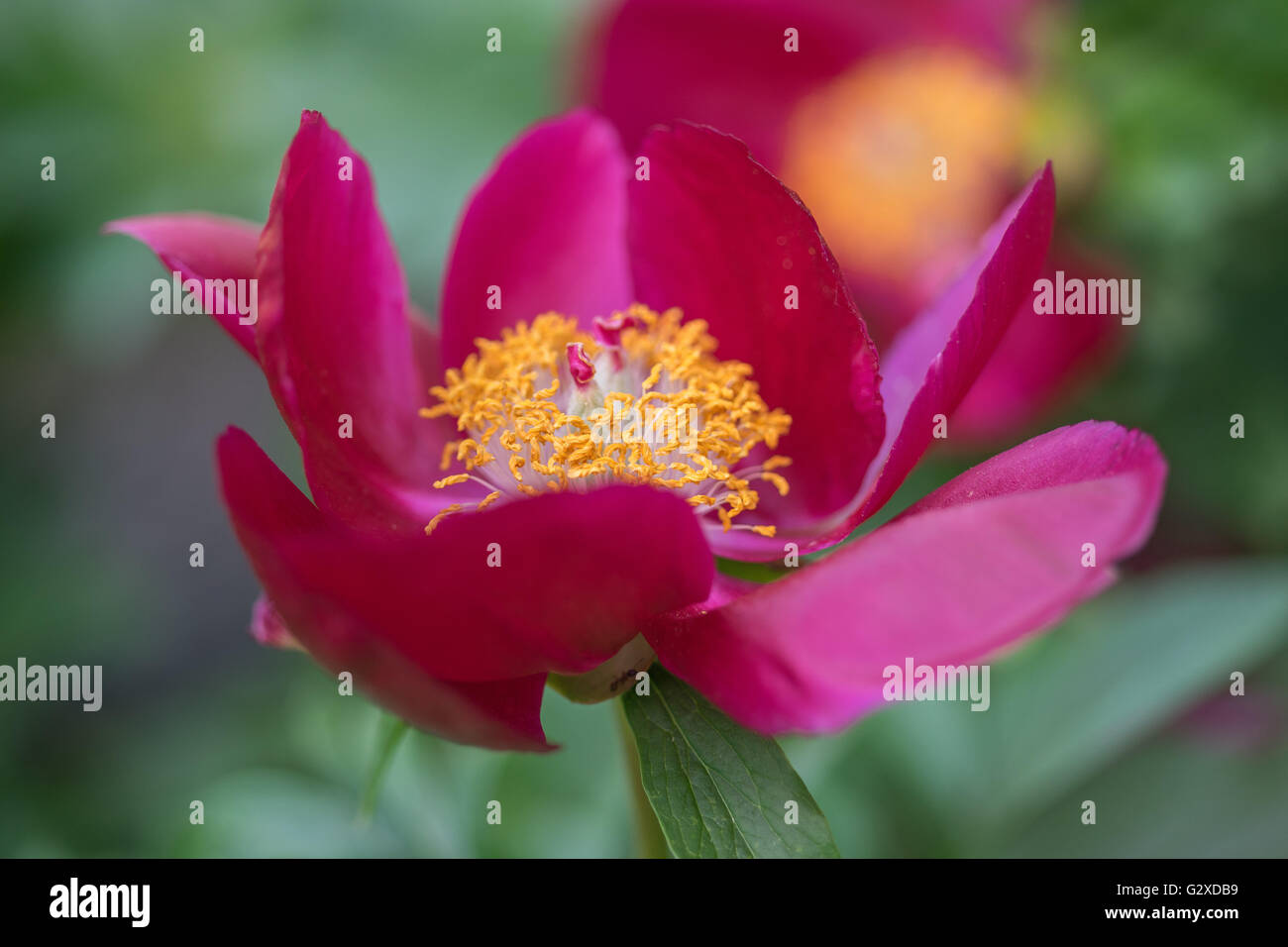 Fleur de pivoine écarlate close up Peonia Banque D'Images