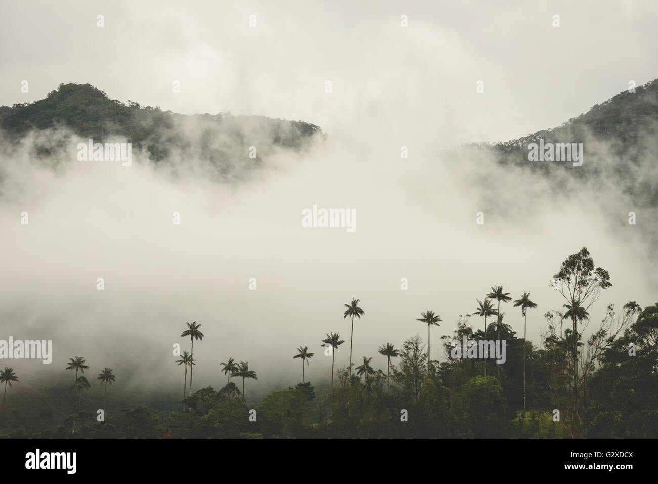 Collines et de grands palmiers dans la vallée de Cocora près de Salento, Colombie Banque D'Images