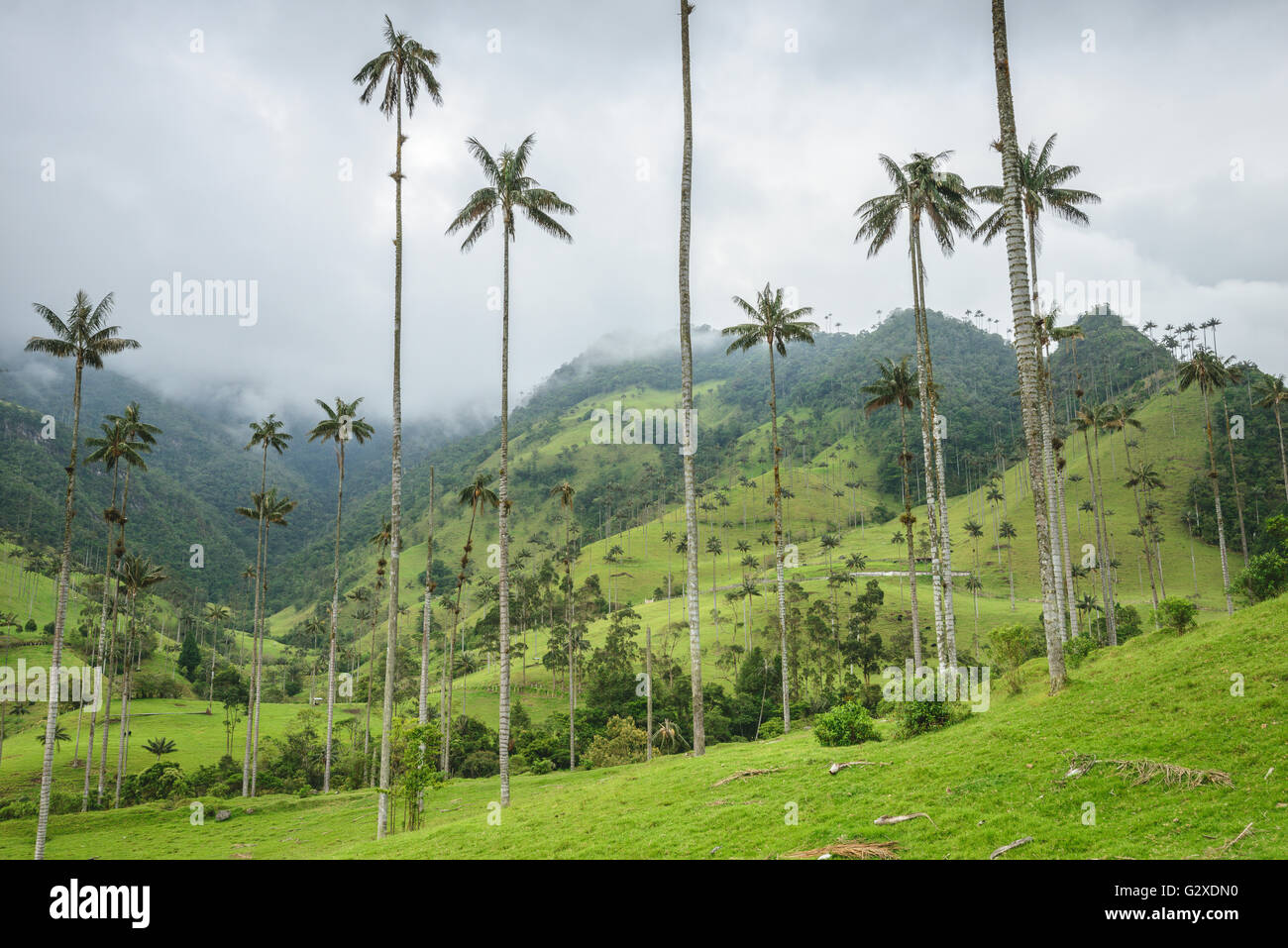Collines et de grands palmiers dans la vallée de Cocora près de Salento, Colombie Banque D'Images