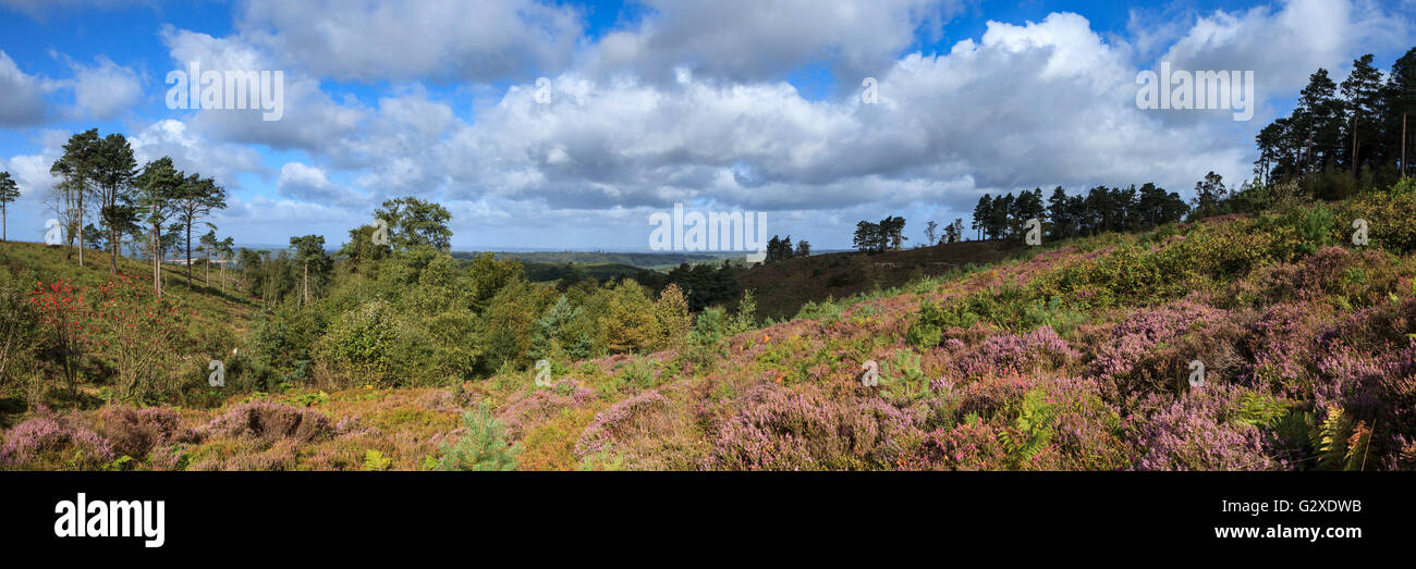 Vue panoramique vers le bas noir à Heather nord Banque D'Images
