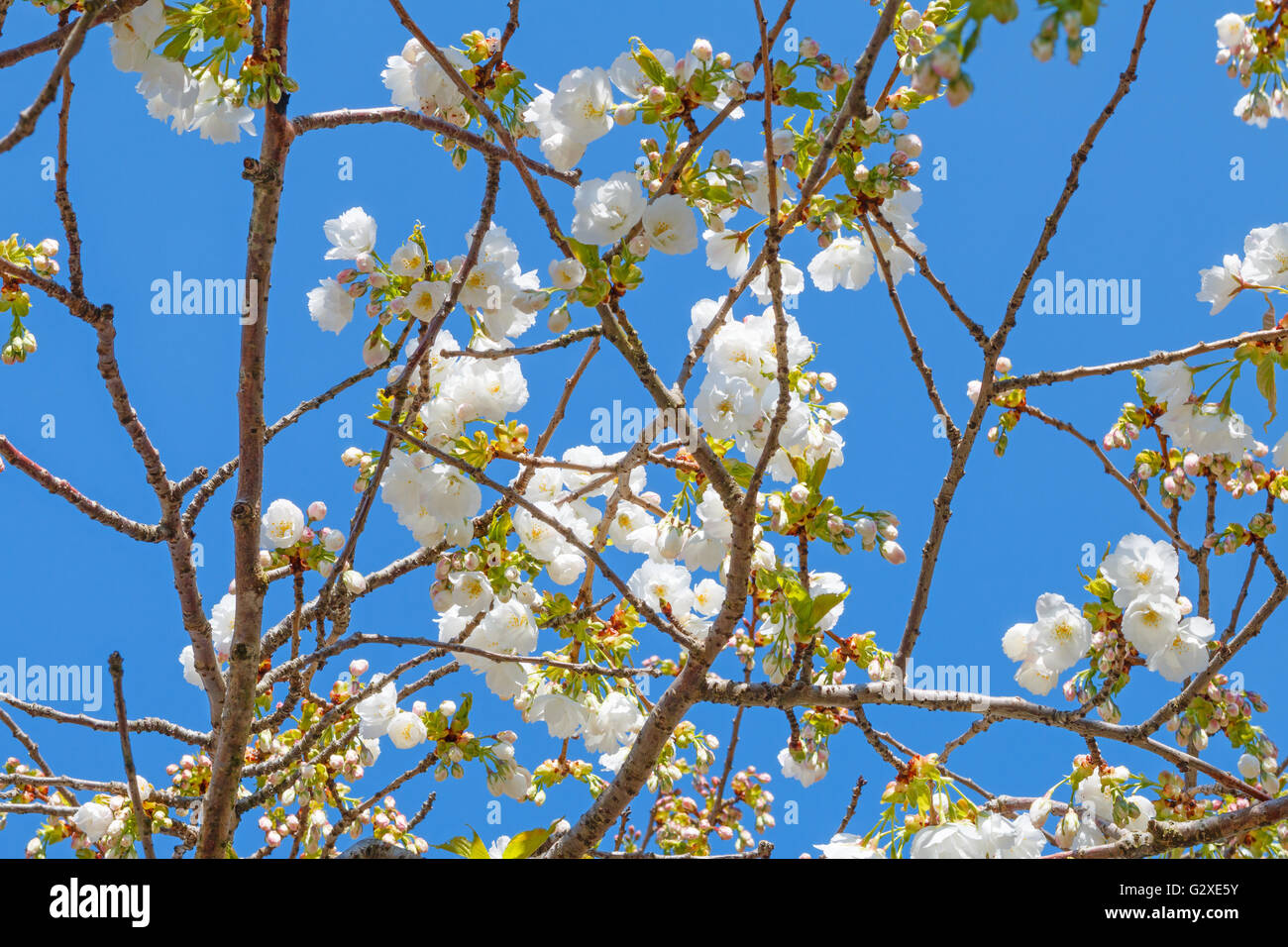 Fleurs blanc cerisier du Japon (Prunus serrulata) Banque D'Images