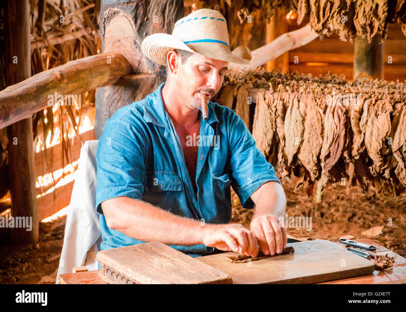 Utilisation éditoriale [seulement] Vallée de Viñales, Cuba - producteur de tabac fumer un cigare alors qu'il obtient l'une des feuilles de tabac. Banque D'Images