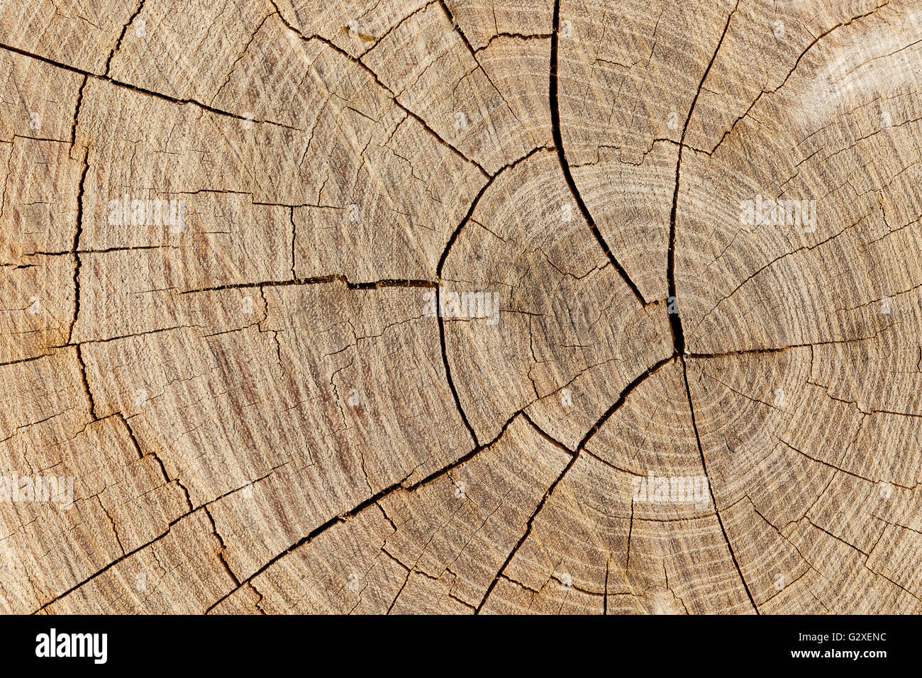 Close up of wooden moignon. Banque D'Images