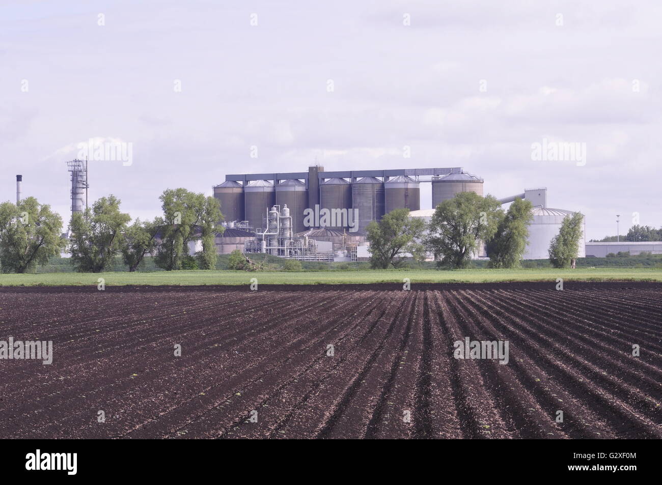 British Sugar, l'usine de sucre de Wissington West Norfolk, England UK Banque D'Images