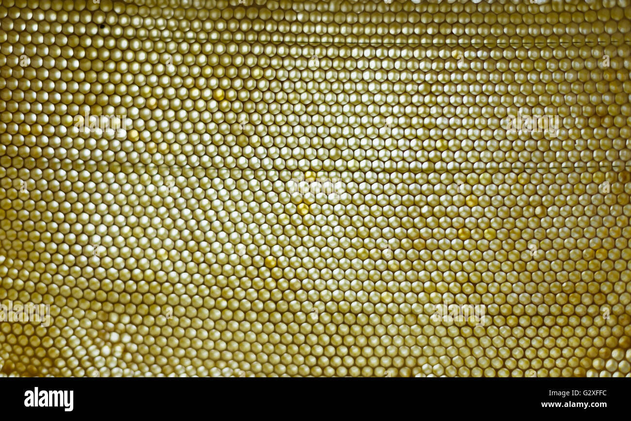 Le miel d'abeilles en suspens Banque D'Images