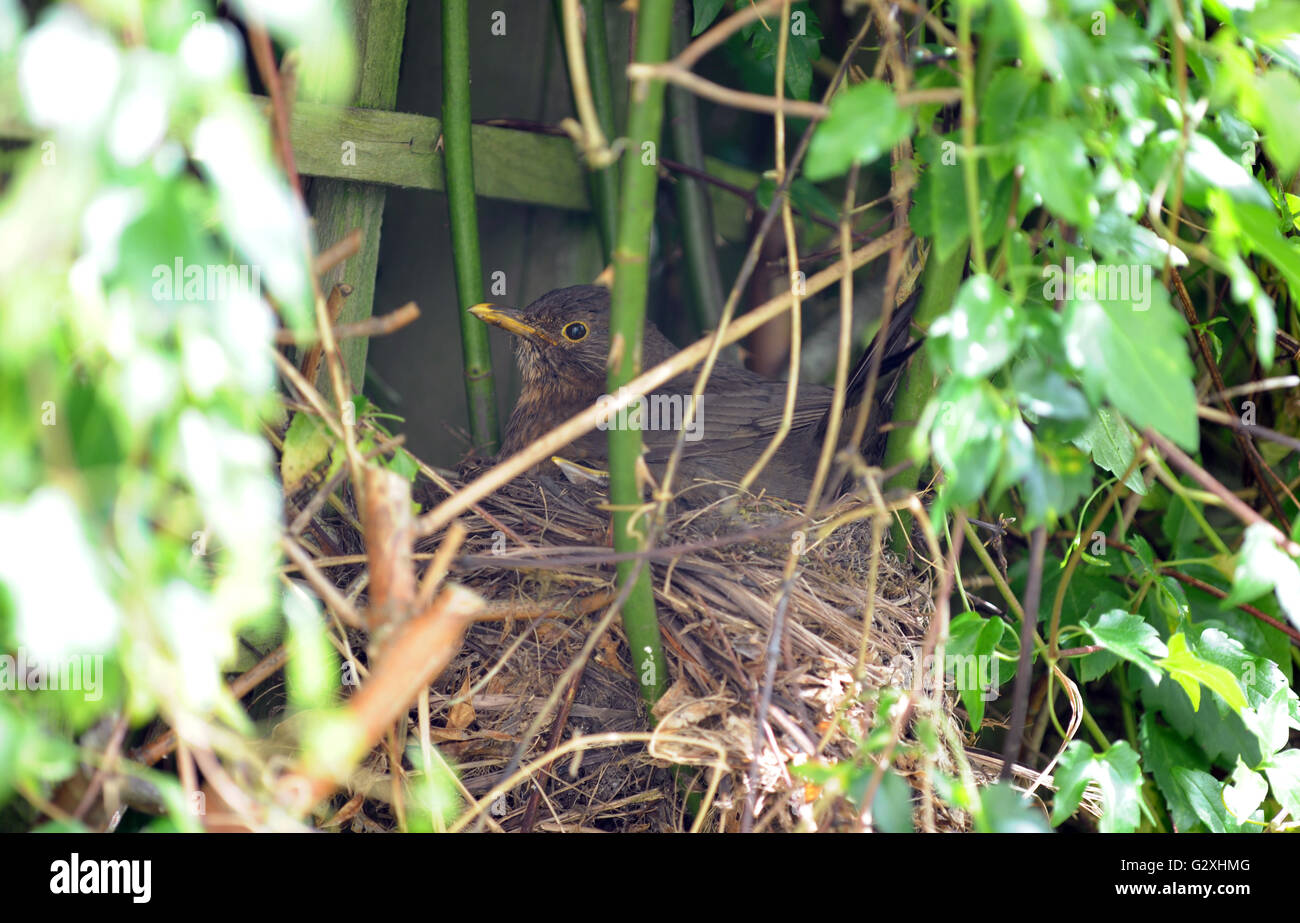 Blackbird femelle (Turdus merula) sur son nid avec les poussins, dans un jardin de Dorset. Banque D'Images