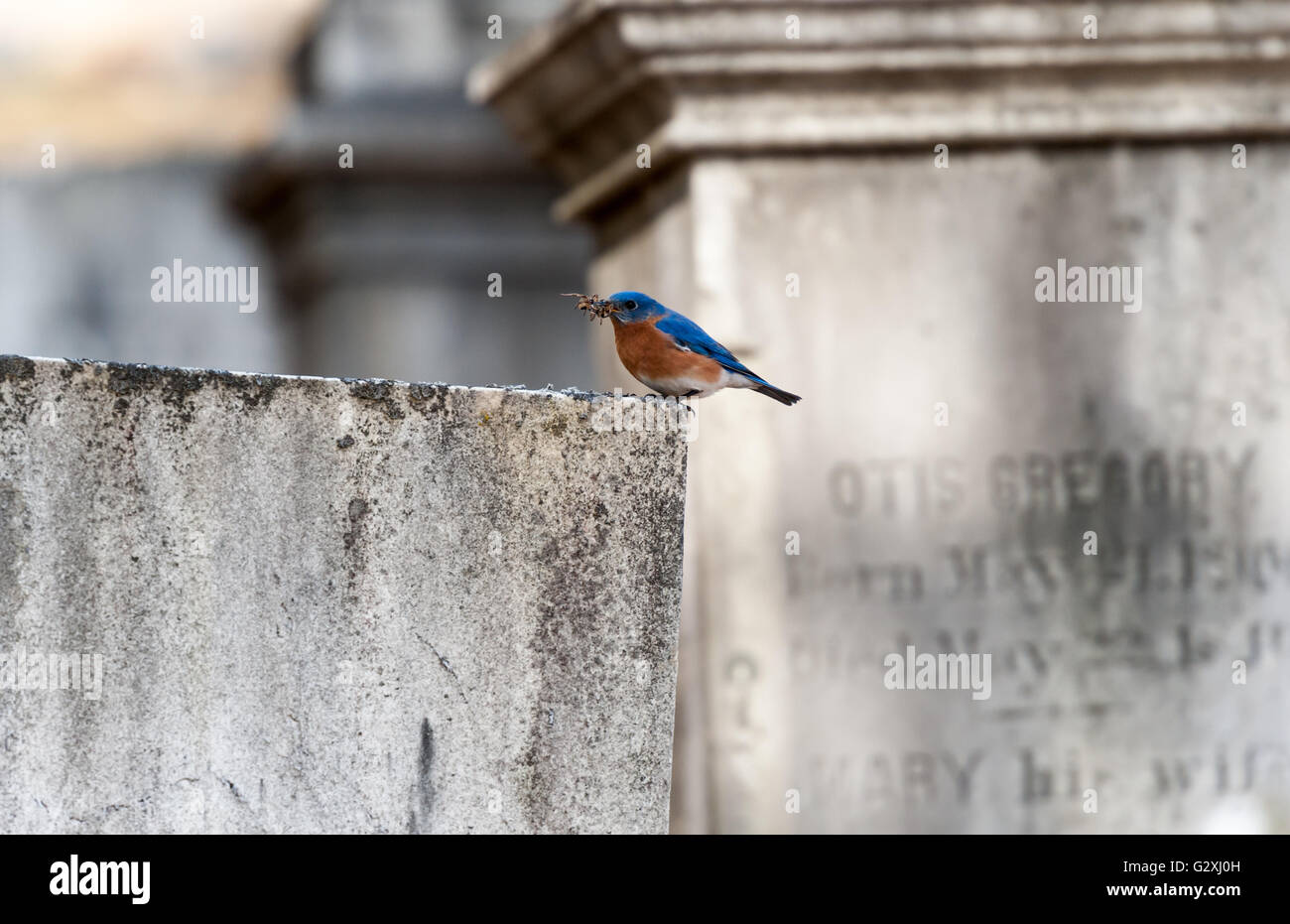 Bluebird de l'est assis sur le pierre tombale avec des abeilles boumbles dans sa bouche Banque D'Images Bluebird de l'est assis sur le pierre tombale avec des abeilles boumbles dans sa bouche Banque D'Images