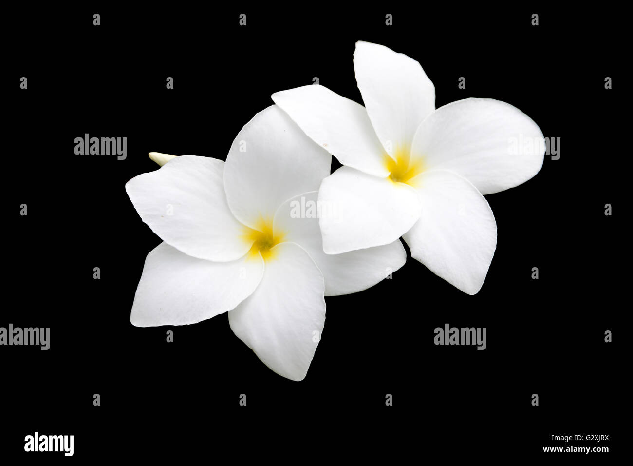 Frangipanier, Plumeria pudica blanc Bouquet de mariée ou isolé sur noir. Objets avec chemins de détourage. Banque D'Images
