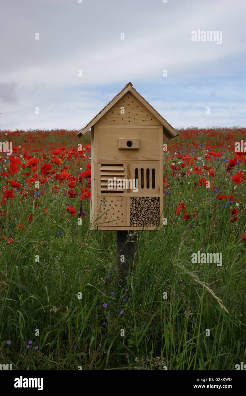 SONY DSC insect House en bois et bug hôtel avec un champ de coquelicots à l'arrière-plan Banque D'Images