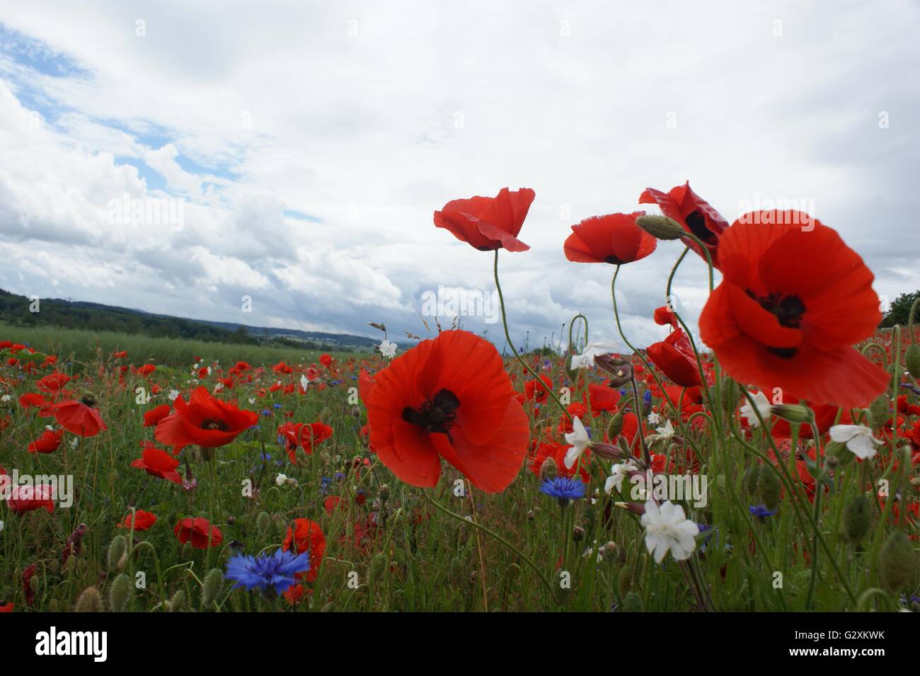 SONY DSC Des coquelicots sauvages dans un champ de bleuets bleu Banque D'Images