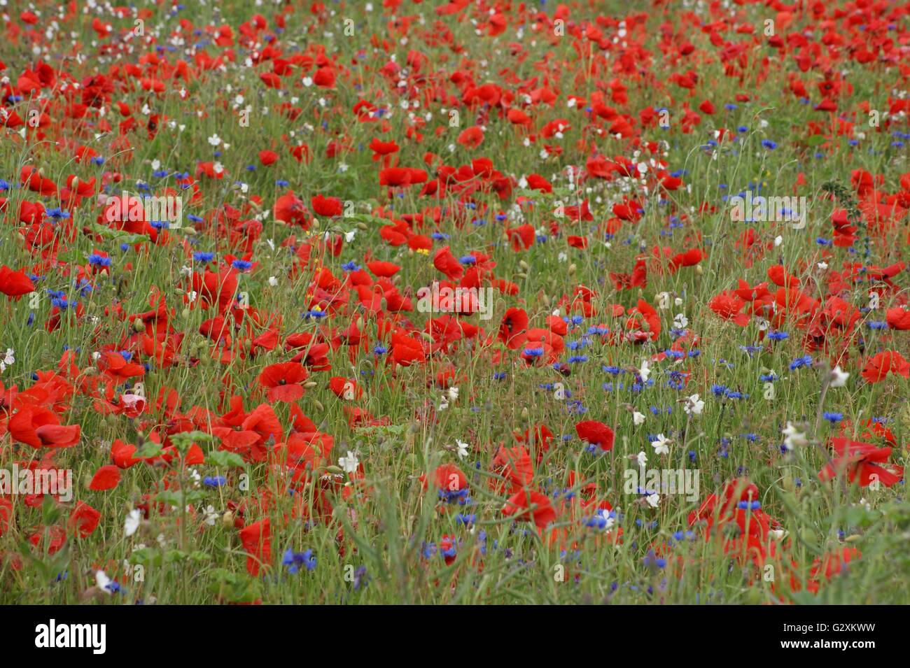 SONY DSC wild poppies rouge et bleu barbeaux Banque D'Images