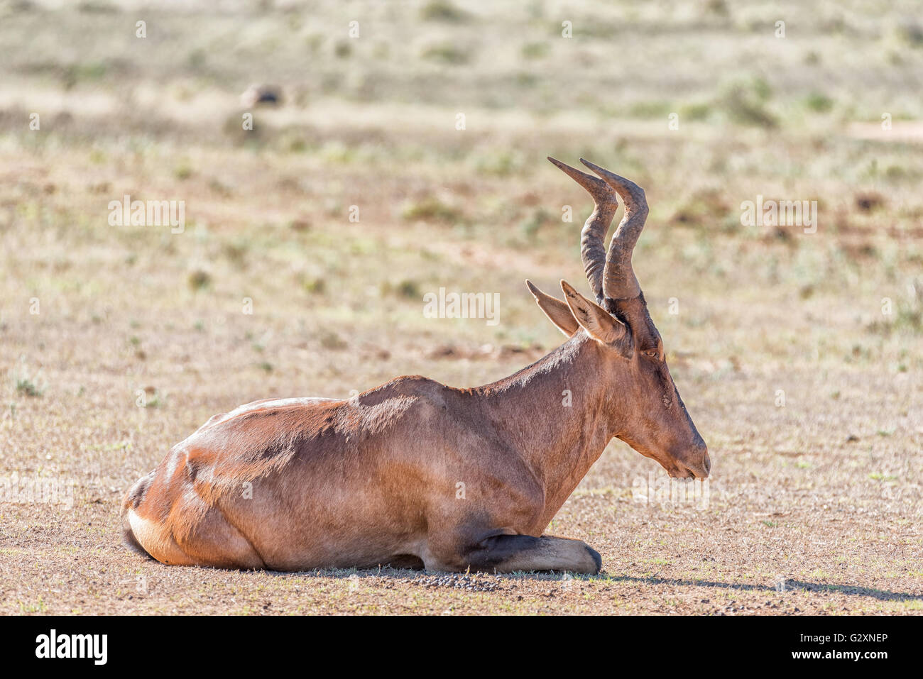 Un bubale rouge Alcelaphus buselaphus caama, fixant, Banque D'Images