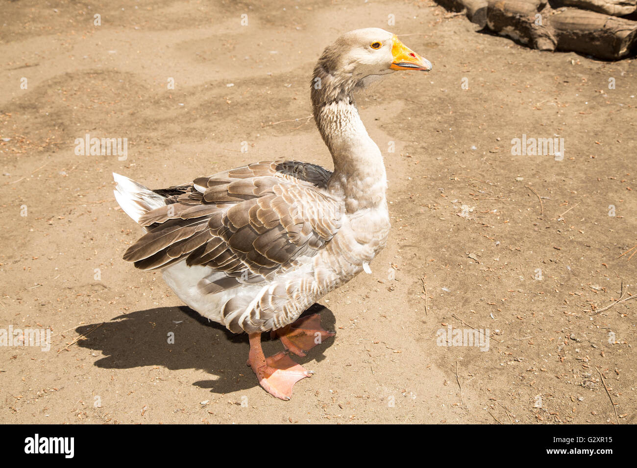 L'oie domestique debout sur l'argile. Les oies sont conservés comme la volaille pour leur viande, oeufs, plumes et bas depuis les temps anciens Banque D'Images