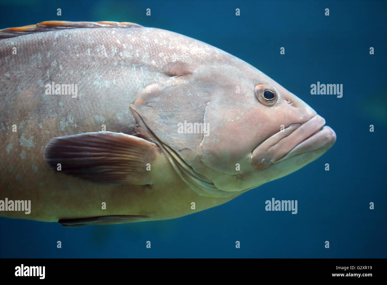 Libre de la tête et la nageoire pectorale d'un groupeur. Ces poissons possèdent généralement un corps robuste et une grande bouche utilisée pour avaler une proie r Banque D'Images