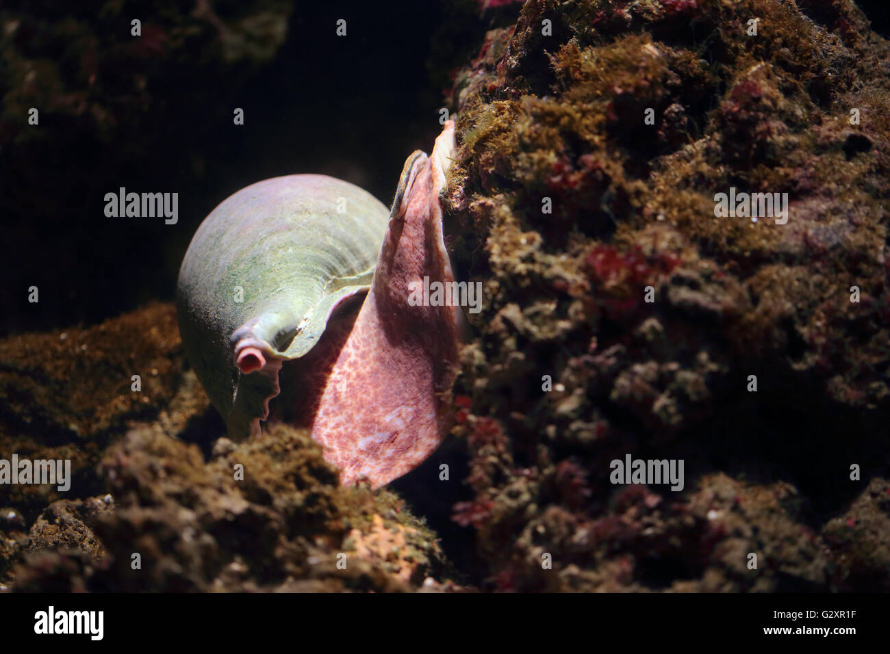 Escargot de mer sur une roche de corail sur le fond marin Banque D'Images