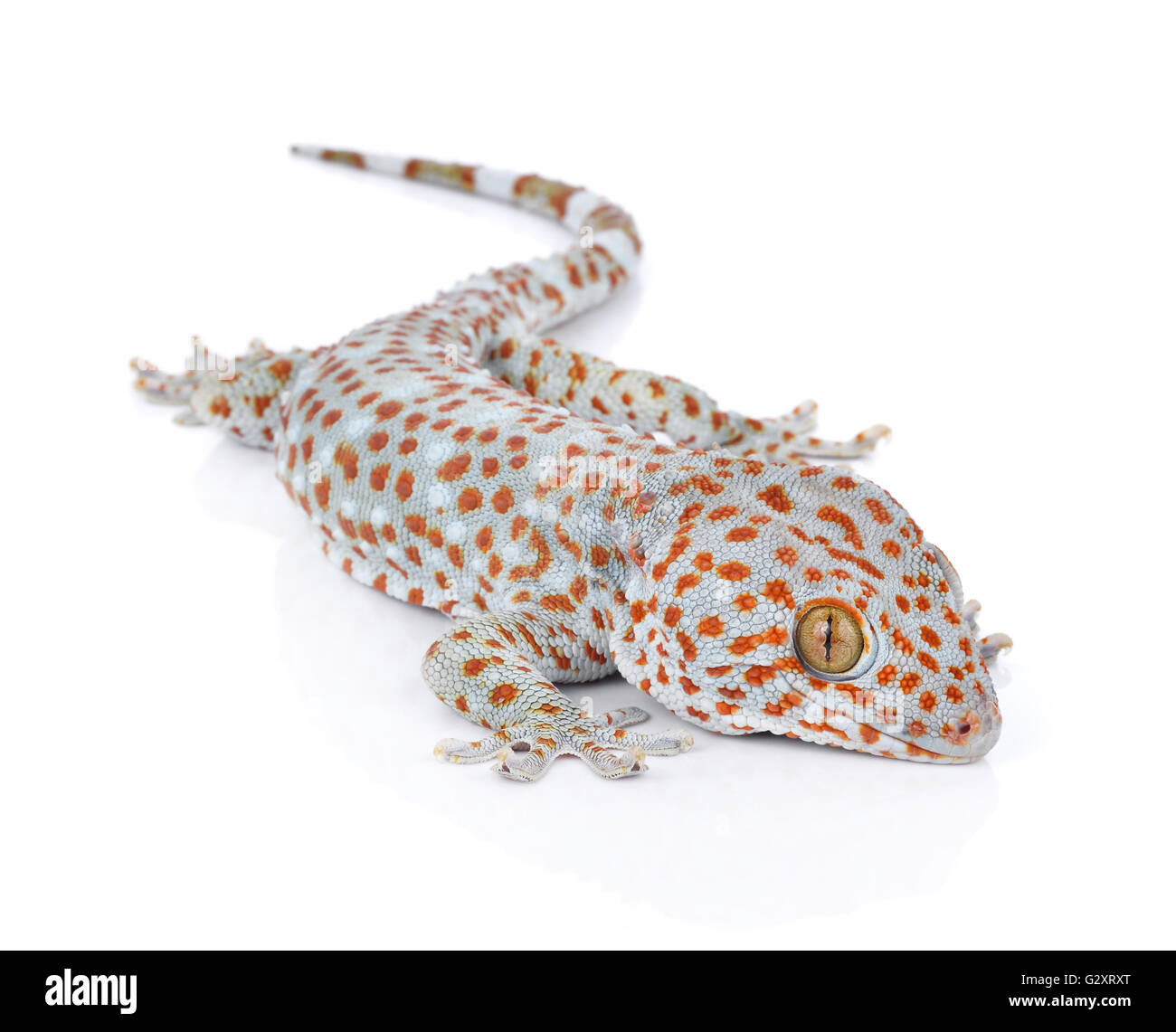Gecko isolé sur fond blanc Banque D'Images