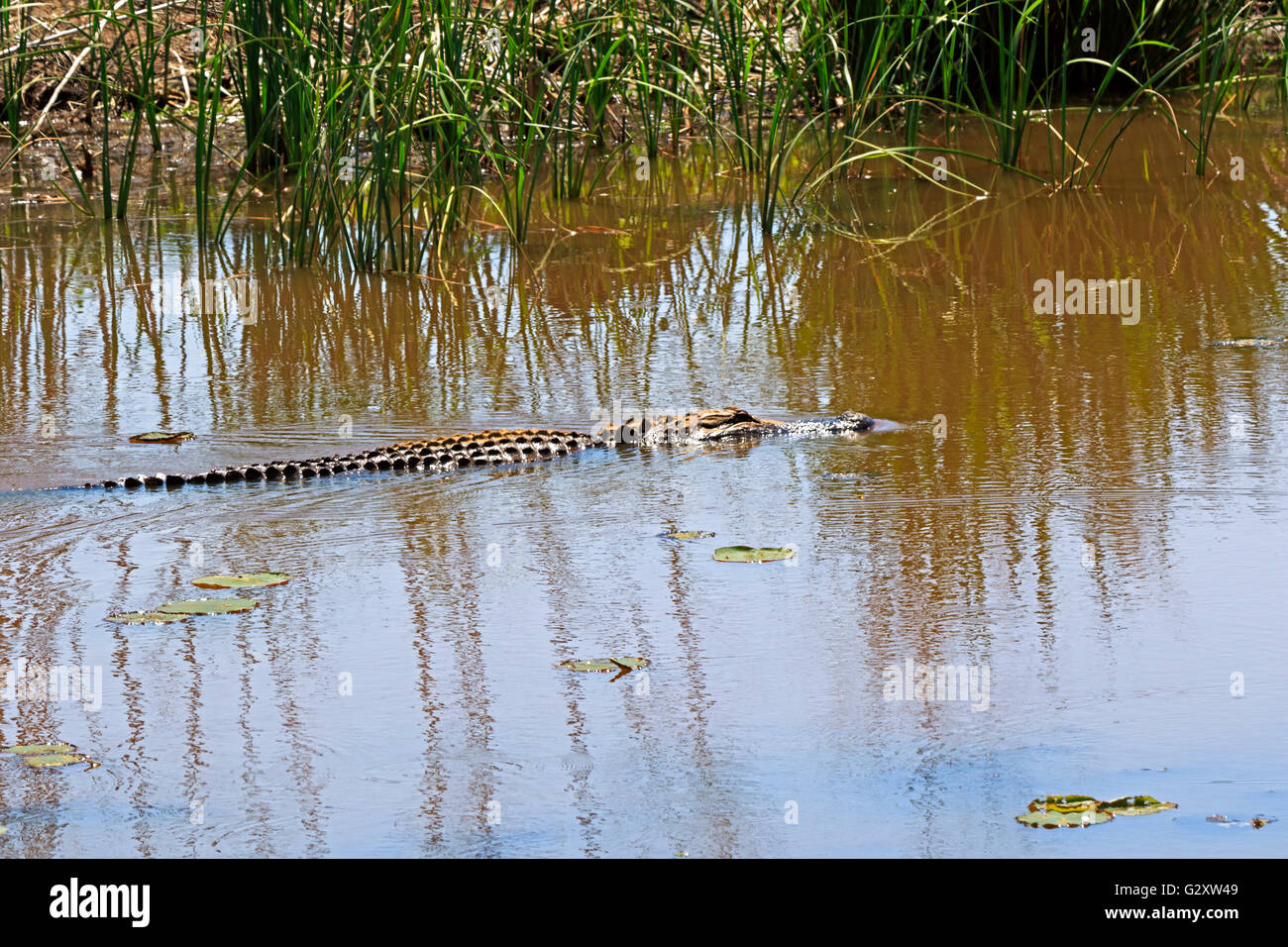 Alligator Alligator mississippiensis, à Savannah National Wildlife Refuge, en Géorgie. Banque D'Images