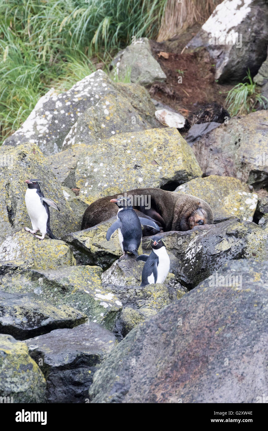 Trois manchots à aigrettes dressées avec lion de mer, l'île des antipodes, sub-antarctiques de Nouvelle-Zélande Banque D'Images