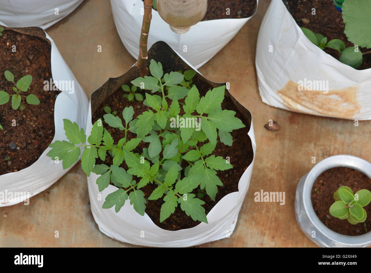 Plant de tomate dans un sac de croître Banque D'Images