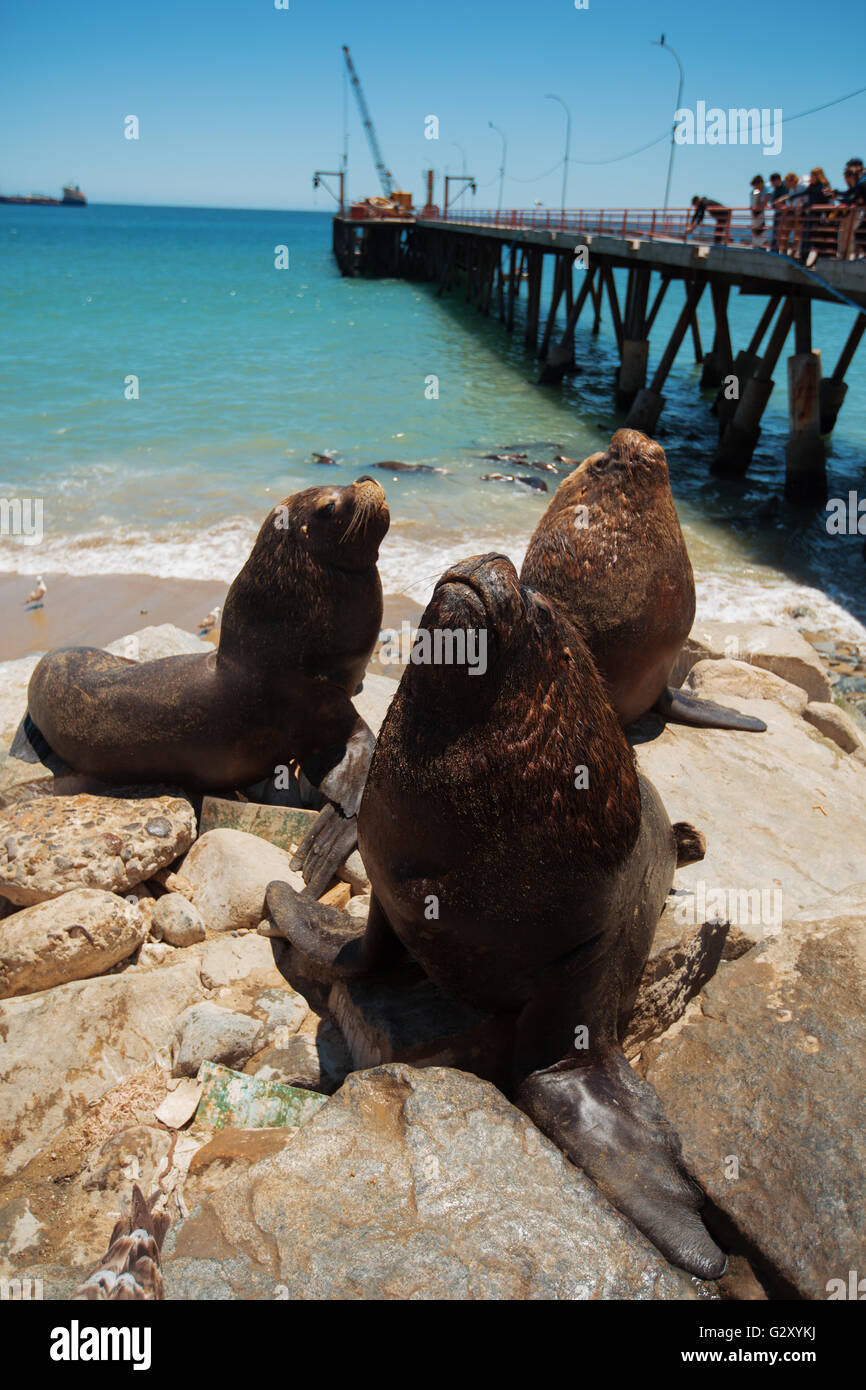 Nourrir les pélicans et les lions de mer dans le patrimoine mondial de l'Unesco ville portuaire de Valparaiso au Chili. Banque D'Images