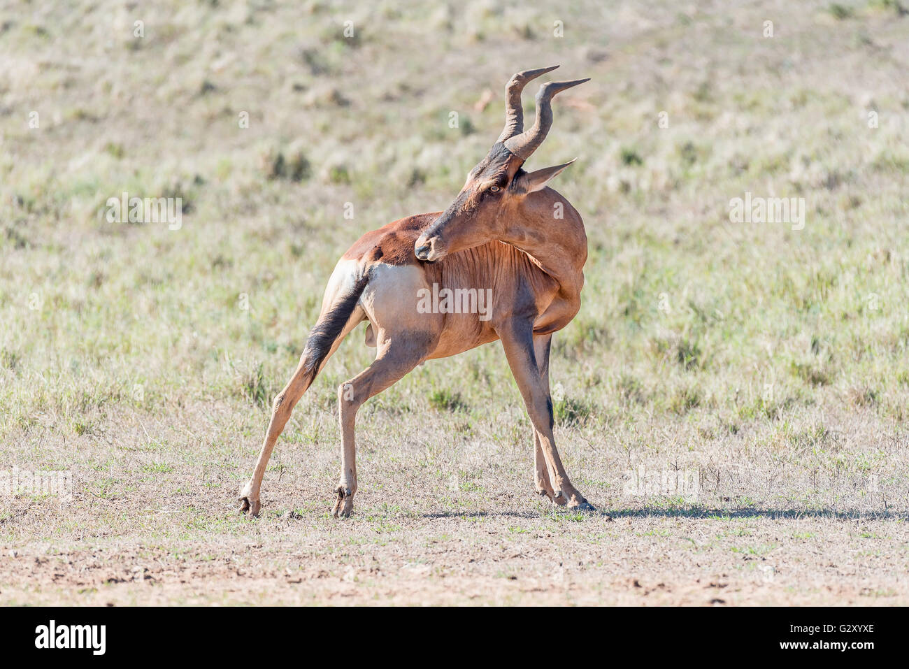 Un bubale rouge Alcelaphus buselaphus caama,, en essayant d'atteindre une démangeaison Banque D'Images