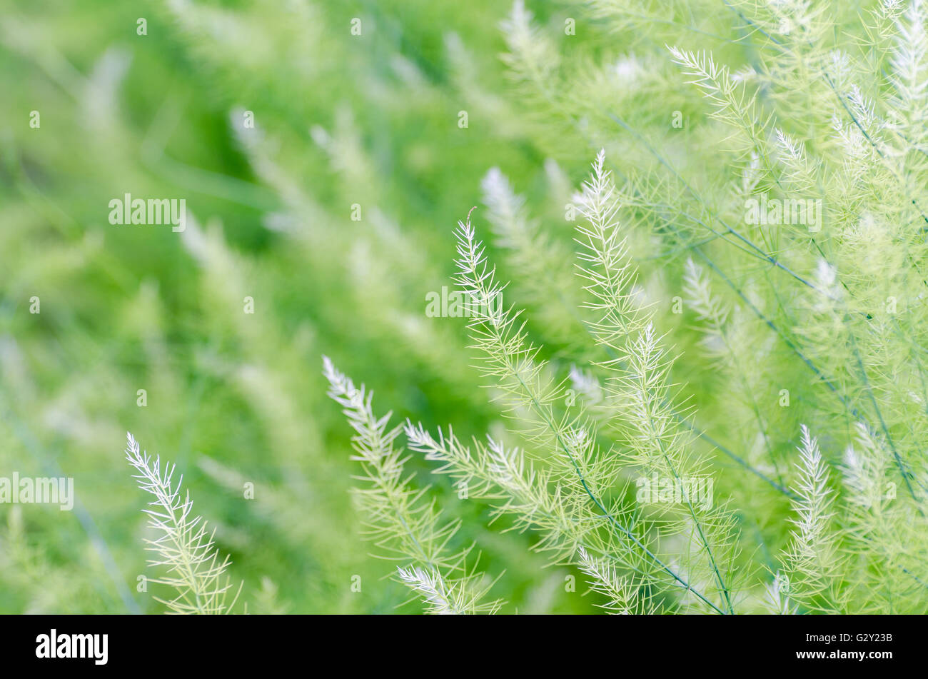 Petites feuilles vertes fond naturel de l'Asparagus officinalis Banque D'Images