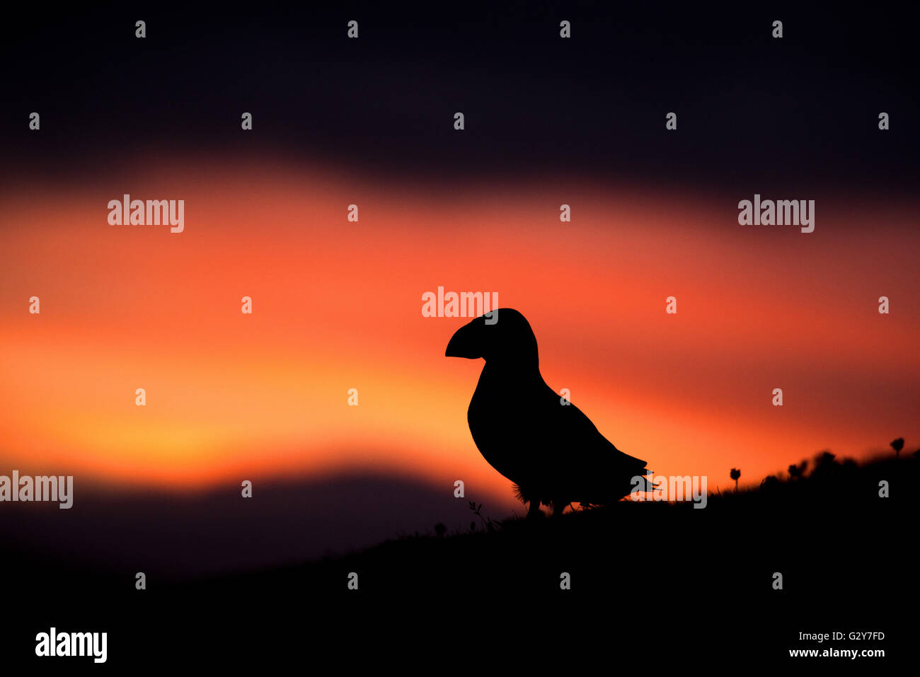 Un macareux moine au coucher du soleil, Fair Isle, Ecosse Banque D'Images